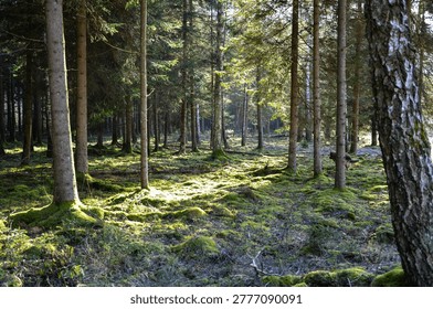 Sunlight streaming through tall pine trees in a green mossy forest.