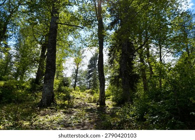 Sunlight streaming through tall trees in a dense green forest during summer