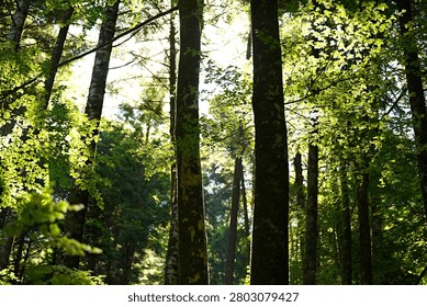 Sunlight streaming through tall trees in a green forest. Majestic rays of sunlight through a high forest canopy. A sunlit tree trunk in a dark forest.