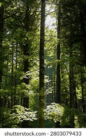 Sunlight streaming through tall trees in a green forest. Majestic rays of sunlight through a high forest canopy. A sunlit tree trunk in a dark forest.
