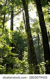 Sunlight streaming through tall trees in a green forest. Majestic rays of sunlight through a high forest canopy. A sunlit tree trunk in a dark forest.