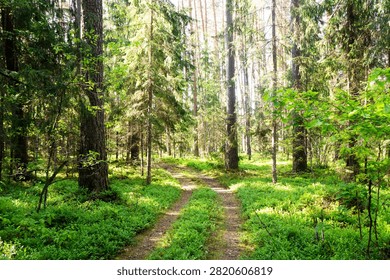 Sunlight streaming through tall trees over a dirt road in green pine forest