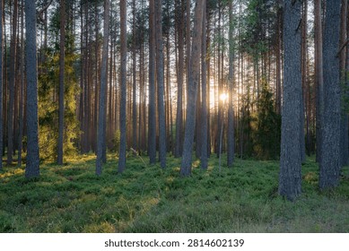 Sunlight streaming through tranquil pine forest at golden hour