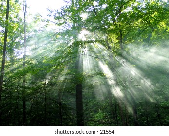 Sunlight streaming through trees