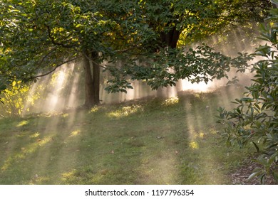 sunlight streaming through trees into mist on a hillside in the woods