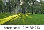 Sunlight Streaming Through Trees in a Lush Green Forest During Late Afternoon