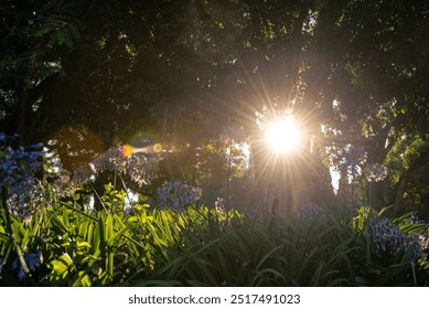 Sunlight Streaming Through Trees in a Park