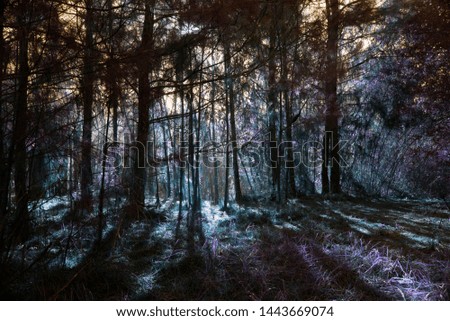 Similar – Hänsel & Gretel (Winter Forest)