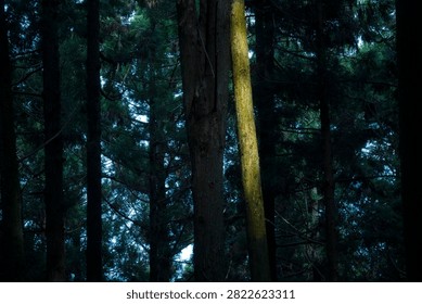 Sunlight streams between dark, towering tree trunks.