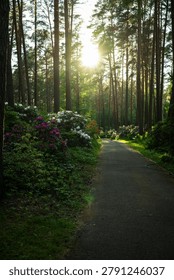 Sunlight streams down a path through a flowering pine wood. White, purple and red rhododendrons line the trail beneath tall trunks, lit by a soft sunburst in the canopy. Photographed at the Babite rhododendron park in Latvia in late spring, the image works for garden, springtime, nature-walk and tranquillity themes.