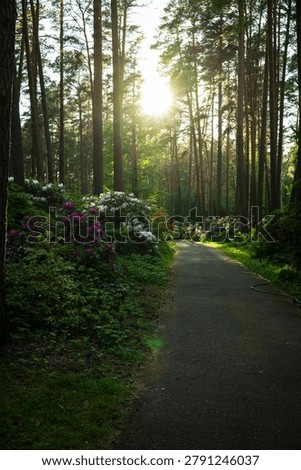 Sunlight streams down a path through a flowering pine wood. White, purple and red rhododendrons line the trail beneath tall trunks, lit by a soft sunburst in the canopy. Photographed at the Babite rhododendron park in Latvia in late spring, the image works for garden, springtime, nature-walk and tranquillity themes.