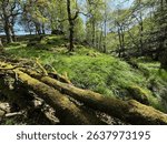 Sunlight streams through the canopy, casting dappled shadows on a forest floor rich with green foliage. A moss-covered fallen tree lies near the Great Northern Railway Trail in Cullingworth, UK.
