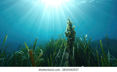 Sunlight streams through clear blue water, illuminating a vibrant seagrass meadow teeming with life.