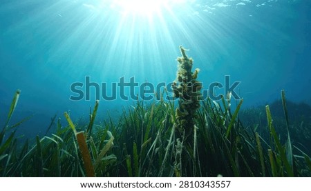 Sunlight streams through clear blue water, illuminating a vibrant seagrass meadow teeming with life.