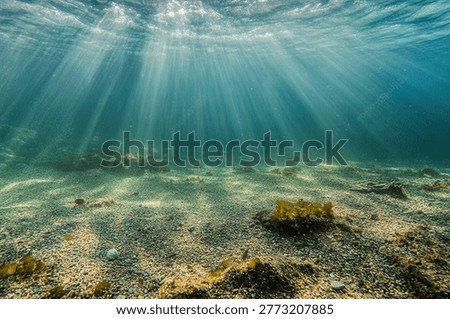Sunlight streams through the clear ocean water, creating a mesmerizing display of light and shadow on the sandy seabed below. The underwater scene is serene and captivating.