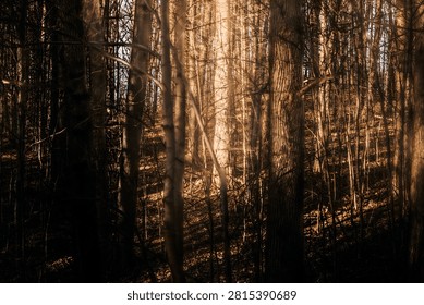Sunlight streams through a dark forest of bare trees, creating a warm, moody woodland scene with long shadows and golden light