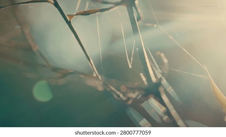 Sunlight streams through a delicate spiderweb. Threads catch the morning light in beams. Tiny spider clings to the strands. Blurred foliage forms a soft background. This image evokes calm reflection