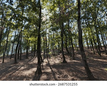 Sunlight streams through the dense canopy of a forest on a hill, casting long shadows and creating a serene, tranquil natural landscape of trees and undergrowth.