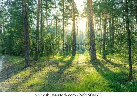Sunlight streams through the dense canopy of a pine forest, illuminating the forest floor with long shadows and casting a warm glow on the lush green undergrowth.