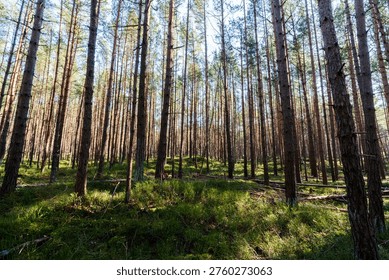 Sunlight streams through a dense forest of tall pine trees, illuminating the mossy ground and lush green vegetation below
