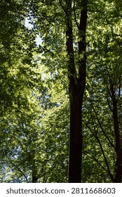 Sunlight streams through a dense green forest canopy, illuminating leaves and tall tree trunks viewed from below.