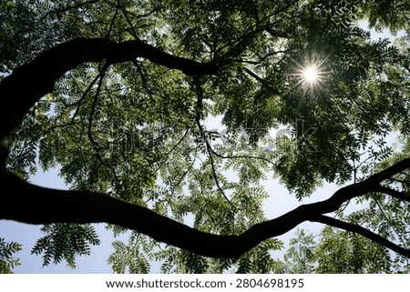 Sunlight streams through the dense green leaves and dark branches of a tree, creating a dappled light effect.