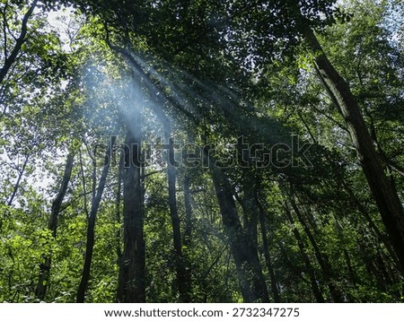 Sunlight streams through the gaps in the foliage of tree branches