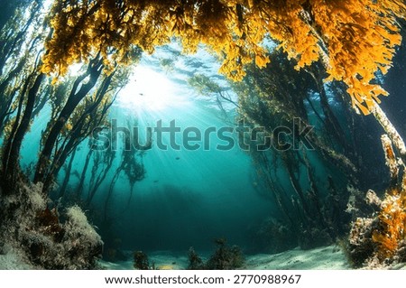Sunlight streams through a kelp forest, creating a mesmerizing underwater scene. The kelp sways gently in the current, with a diver visible in the distance.