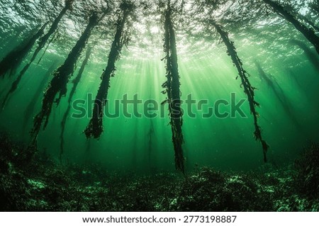 Sunlight streams through a kelp forest, creating a magical underwater scene. The kelp sways gently, and the light dances on the seabed.