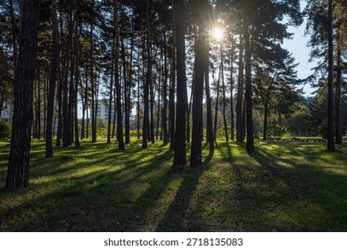 Sunlight Streams Through Tall Pine Forest Trees Creating Long Shadows