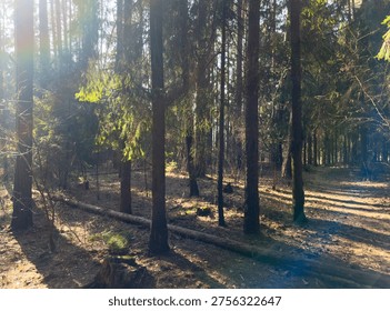 Sunlight streams through trees casting long shadows across forest floor. Woodland scene shows trunks illuminated creating warm natural perspective. Nature concept outdoor landscape scenic environment.