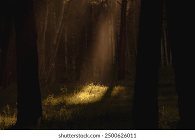 Sunlight streams through the trees, creating a scene reminiscent of a magical Disney movie. The beams of light filter through the dense canopy, casting a warm, golden glow. Feel the enchantment.