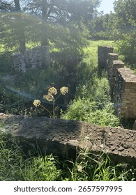 Sunlight streams through trees over old stone ruins and lush summer vegetation.
