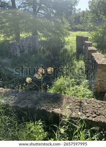 Sunlight streams through trees over old stone ruins and lush summer vegetation.
