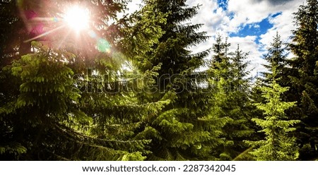 Sunlight Sunbeams Through Woods In Forest Landscape. Magical fairytale forest. Coniferous forest covered green moss.