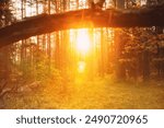 Sunlight Sunrays Shine Through Fallen Tree Trunk. Beautiful Sunset Sun Sunshine In Sunny Autumn Coniferous Forest. Autumn Season. Sunset Sunrise In Summer Forest Trees. Bright Sunshine.