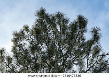 Sunlight at sunset in spring illuminates the upper part of a pine tree with long needles and cones, viewed from a lower viewpoint.