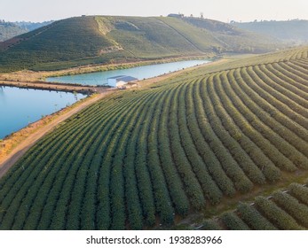 Sunlight in the teahill, BaoLoc, VietNam 