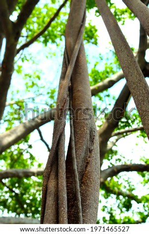 The sunlight that shines through the leaves looks sparkling on blur background and beauty of the roots of the banyan tangled spiral outdoors. Nature images for background.