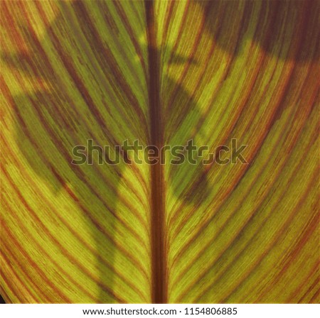 Similar – Foto Bild bunt gestreift Canna Blatt