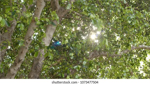 Sunlight though the tree 