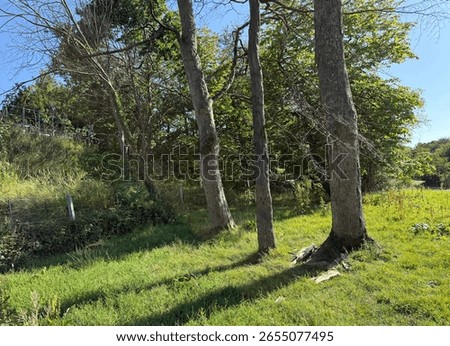 Sunlight threads through towering trees, casting shadows across soft grass and a hillside fence beneath a vivid sky in, Coley, Norwood Green, UK