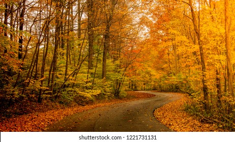 Sunlight through autumn foliage on trees highlighting gold, green, yellow and orange colors over winding country road surrounded by leaves on the ground in rural midwestern Indiana. - Powered by Shutterstock