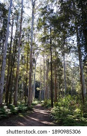 Sunlight Through Blue Gum Forest                               