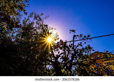 sunlight through the branches of trees