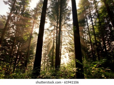 Sunlight through fir trees. Carpathian mountain morning.