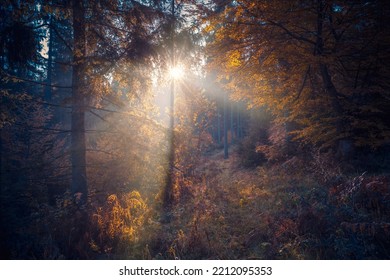 Sunlight through the foggy deciduous trees forest in the early morning. Mountain hill forest at autumn foggy sunrise. - Shutterstock ID 2212095353