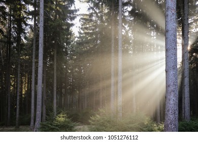 sunlight through the forest