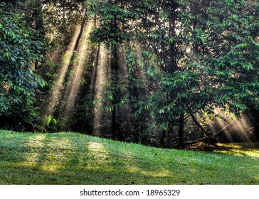 Sunlight through forest clearing