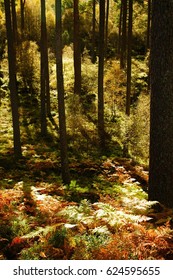 Sunlight Through A Forest Of Tall Conifers, Scotland.